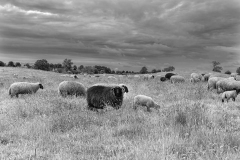 Sheep (Ovis) on pasture, free-range, black and white, Rhena, Mecklenburg-Western Pomerania, Germany