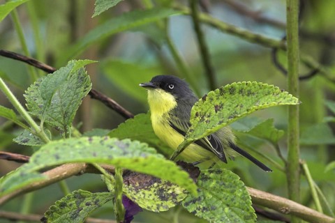 Common Tody-flycatcher (Todirostrum cinereum), Costa Rica