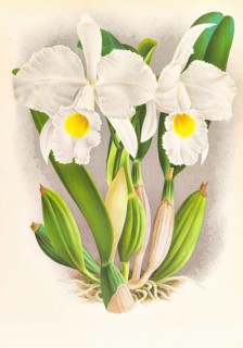 Orchid, Cattleya Trianae, authentic reproduction of an illustration by Jean Jules Linden (1817 -