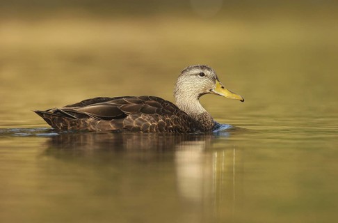 American Black Duck (Anas rubripes), Ohio, USA