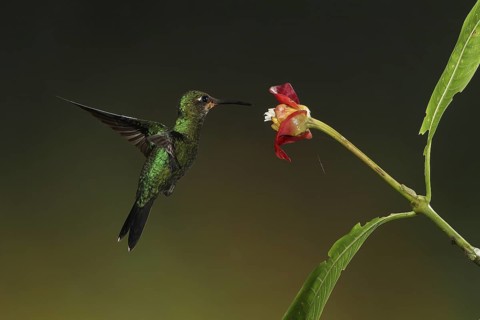 Green-crowned Brilliant (Heliodoxa jacula) juvenile flying while feeding at a flower, Bosque de