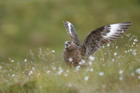 Great Skua (Stercorarius skua) calling, Dovrefjell, Norway
