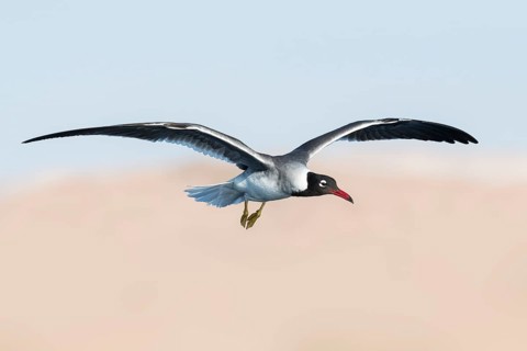 White-eyed Gull (Ichthyaetus leucophthalmus) juvenile flying, Eilat, Israel