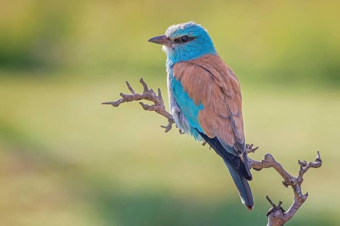 European Roller (Coracias garrulus) perched on a branch, Kiskunsag National Park, Hungary