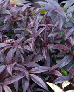 Grape heather (Leucothoe keiskei 'Royal Ruby'), BS Sämann, Germany