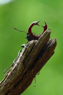 Fascinating stag beetle (Lucanus cervus), insect of the year 2012, June, Saxony, Germany