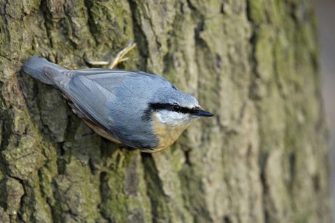 Kleiber (Sitta europaea), Winterfütterung, März, Oberhausen (D)