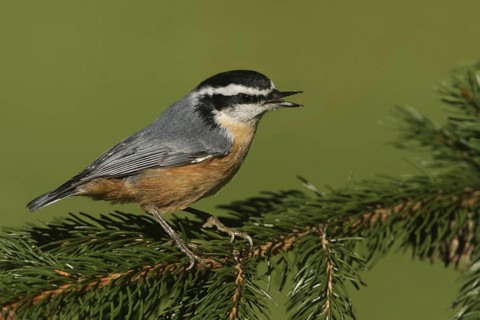Red-breasted Nuthatch (Sitta canadensis) singing, Ohio, USA