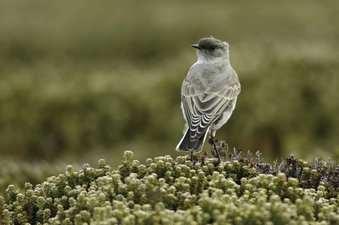 Dark-faced Ground Tyrant (Muscisaxicola maclovianus), Falkland Islands