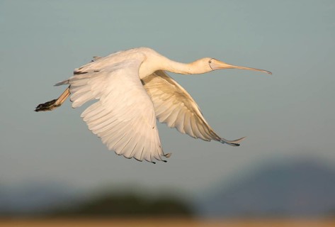 Yellow-billed Spoonbill (Platalea flavipes) flying, Victoria, Australia