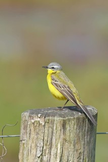 Yellow wagtail (Motacilla flava), on a pasture fence post, Dümmer, Lake Dümmer, Ochsenmoor, Hüde,