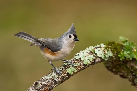 Tufted Titmouse (Baeolophus bicolor) perchen on an old lichen branch, Texas, USA