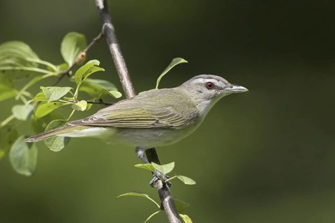 Red-eyed Vireo (Vireo olivaceus), Ontario, Canada