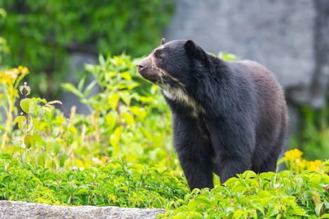 American black bear (Ursus americanus), standing on a rock, captive, Zoo Augsburg, Bavaria, Germany