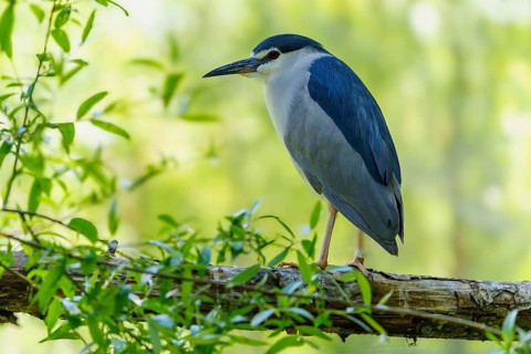 A bird with blue plumage sits on a branch surrounded by green foliage in daylight, Night Heron
