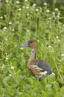 Fulvous Whistling Duck (Dendrocygna bicolor), Texas, USA