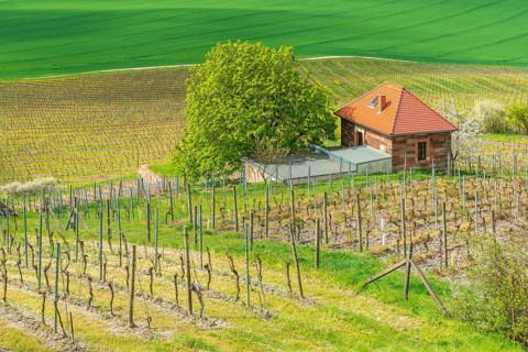 Vineyard with vineyard cottage in the Unstrut valley in spring, near Laucha (Unstrut),