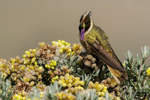 Buffy Helmetcrest (Oxypogon stuebelii) perched on a branch in the Andes Mountains of Colombia