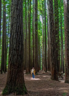 Woman strolls among towering redwoods in a forest in the Great Ocean Road, Australia. Sunlight