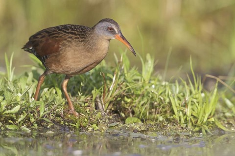 Virginia Rail (Rallus limicola), Ontario, Canada