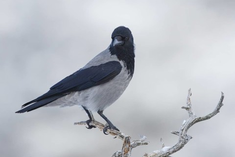 Hooded Crow (Corvus cornix), Norway