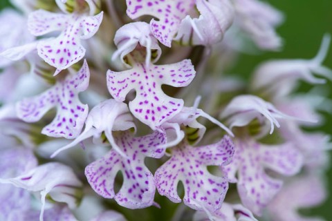 Detailed macro shot of Orchis Conica flowers showcasing the intricate patterns and vibrant purple