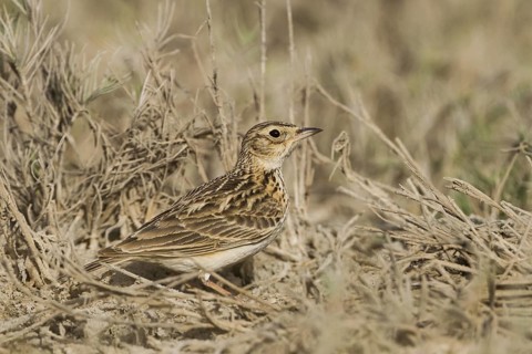 Oriental Skylark (Alauda gulgula), Oman