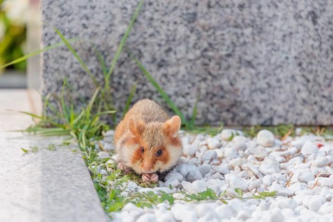 A European hamster (Cricetus cricetus) forages for food on a grave. Vienna, Austria