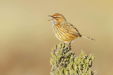 Rufous Fieldwren (Calamanthus campestris winiam) singing, Victoria, Australia