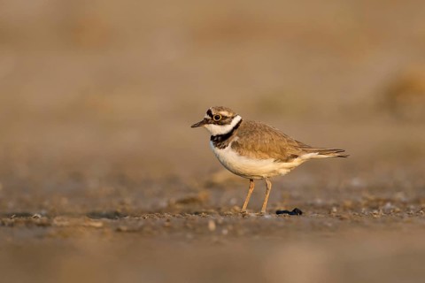 Little Ringed Plover (Charadrius dubius) female, North Rhine-Westphalia, Germany
