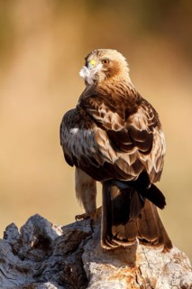 Booted Eagle (Hieraaetus pennatus) female, Castile and Leon, Spain