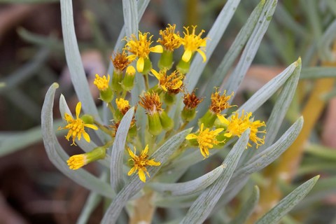 Senecio sarcoides, blooming, Kirstenbosch Botanic Garden, Cape Town, South Africa
