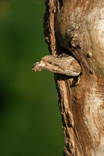 Eurasian Wryneck (Jynx torquilla) cleaning fecal sac out of nest cavity, North Rhine-Westfalia,