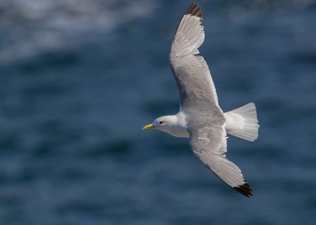 Black-legged Kittiwake (Rissa tridactyla) flying, Scotland, United Kingdom