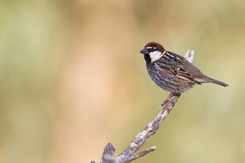 Spanish Sparrow - Weidensperling - Passer hispaniolensis ssp. hispaniolensis, adult male, Morocco