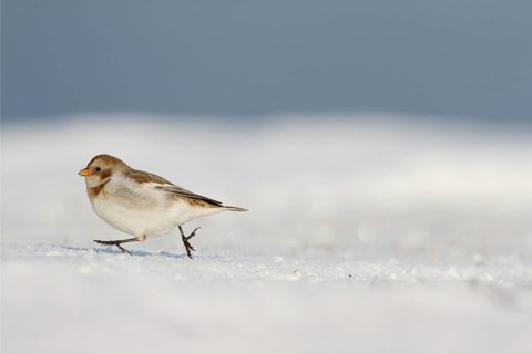 Snow Bunting (Plectrophenax nivalis), Utrecht, Netherlands