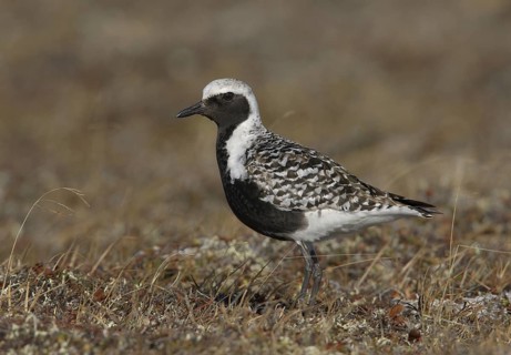 Grey Plover (Pluvialis squatarola), Alaska, USA