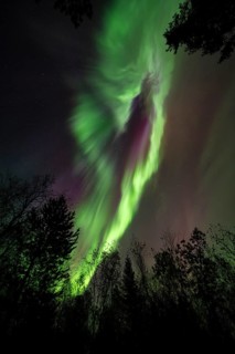 Intense Northern Lights (Aurora borealis) Corona, above trees, Gällivare, Norrbotten, Lapland,