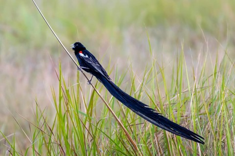 Long-tailed Widowbird (Euplectes progne) in breeding plumage, South Africa