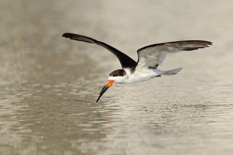Black Skimmer (Rynchops niger) flying, Florida, USA