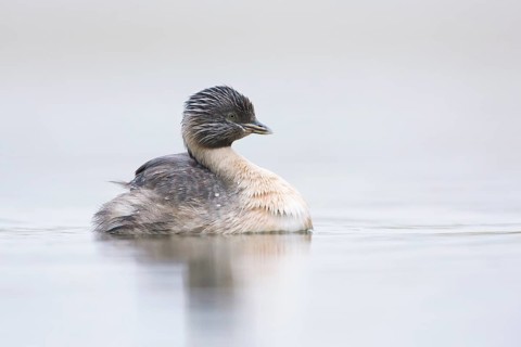 Hoary-headed Grebe (Poliocephalus poliocephalus), Victoria, Australia