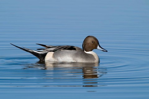 A male Northern Pintail floating on clear blue water at Colusa National Wildlife Refuge California