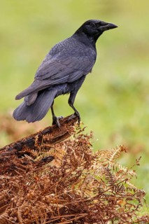 Carrion Crow (Corvus corone), Asturias, Spain