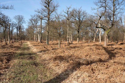 An oak forest as natural burial grave site, Friedwald, Reinhardswald Forest, Weser Uplands,