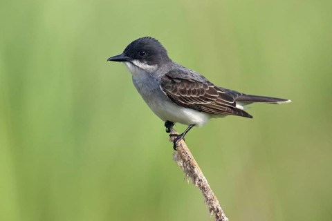 Eastern Kingbird (Tyrannus tyrannus), Texas, USA