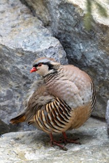 Rock partridge (Alectoris graeca), on the ground, Alpine Zoo, Innsbruck, Tyrol, Austria