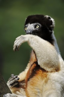 Crown sifaka (Propithecus coronatus, Propithecus verreauxi coronatus), captive, occurring in