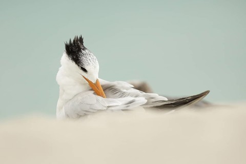 Royal Tern (Thalasseus maximus) preening, Florida, USA