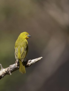 Holub's Golden Weaver (Ploceus xanthops), Chobe, Botswana
