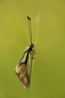 Dragonfly butterfly (Libelloides coccajus), nature photography, Badberg, Kaiserstuhl, Breisgau,